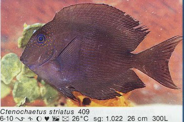 Ctenochaetus striatus